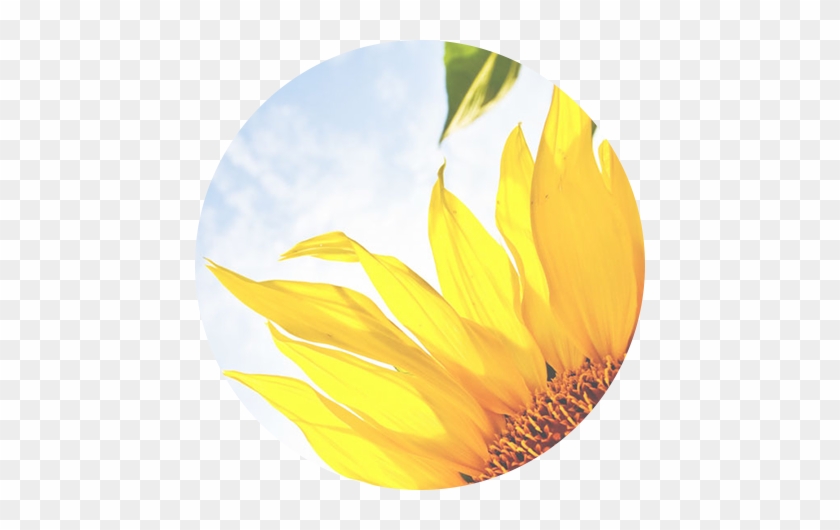 Sunflower Cover #1204427