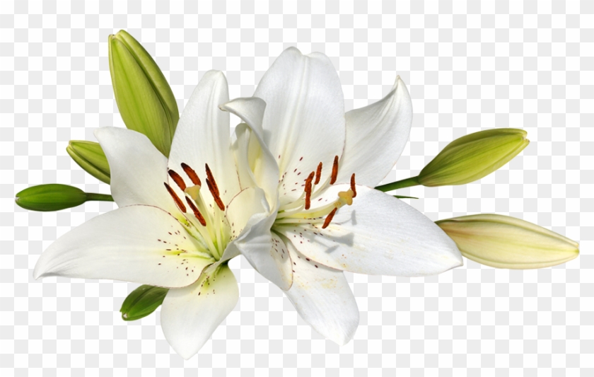 Easter Lily Flower Stock Photography Clip Art - Easter Lily Clipart Free #1204556