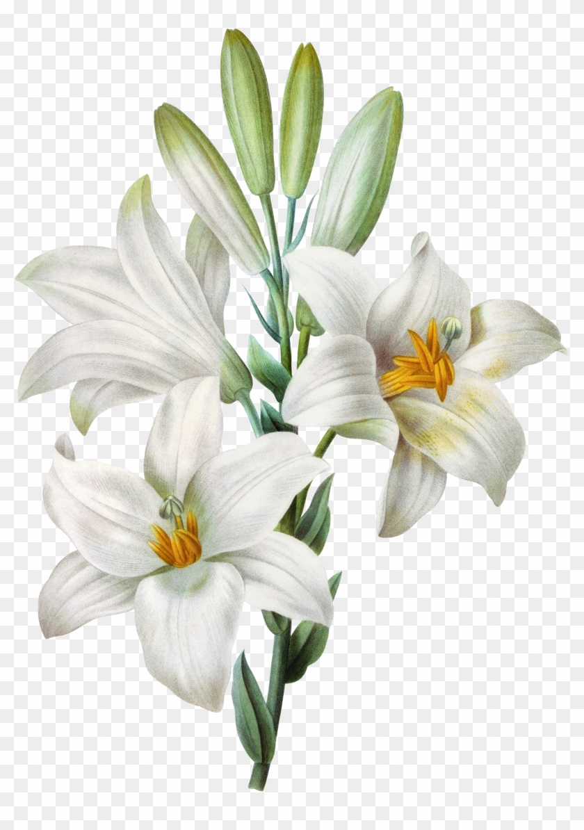 Easter Lily Lilium Candidum Tiger Lily Watercolor Painting - Easter Lily Lilium Candidum Tiger Lily Watercolor Painting #1204566