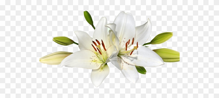 Easter Lily Clip - Two Lilies Canvas Print, 150x70 Cm, Posters, Prints #1204569