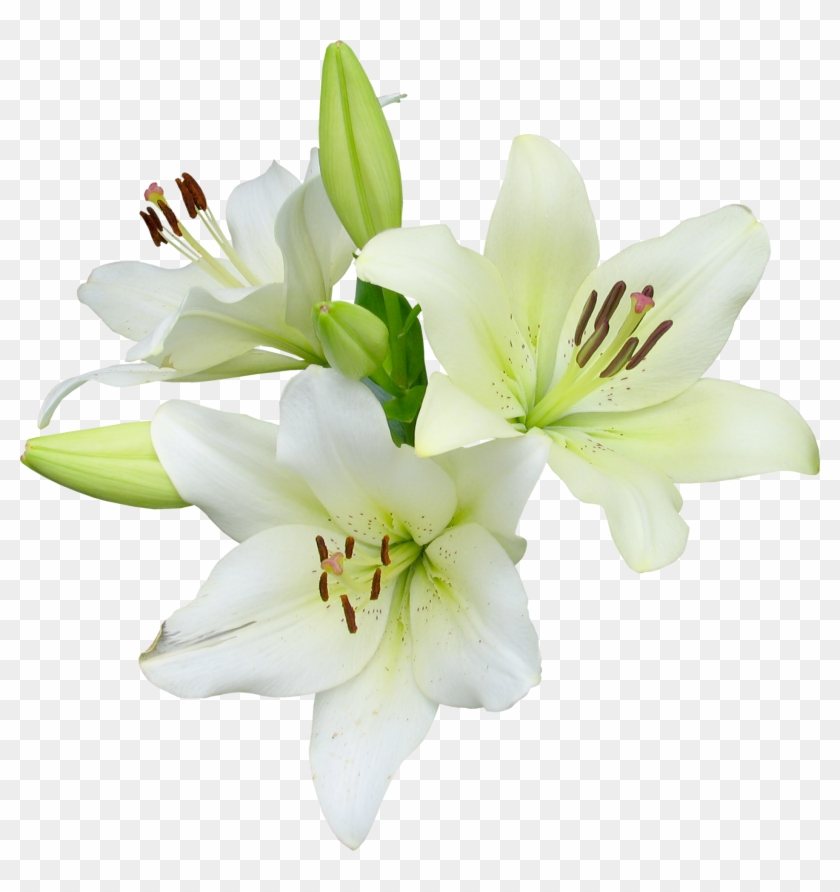 Flower Runner Easter Lily Wildflower - Lily #1204580