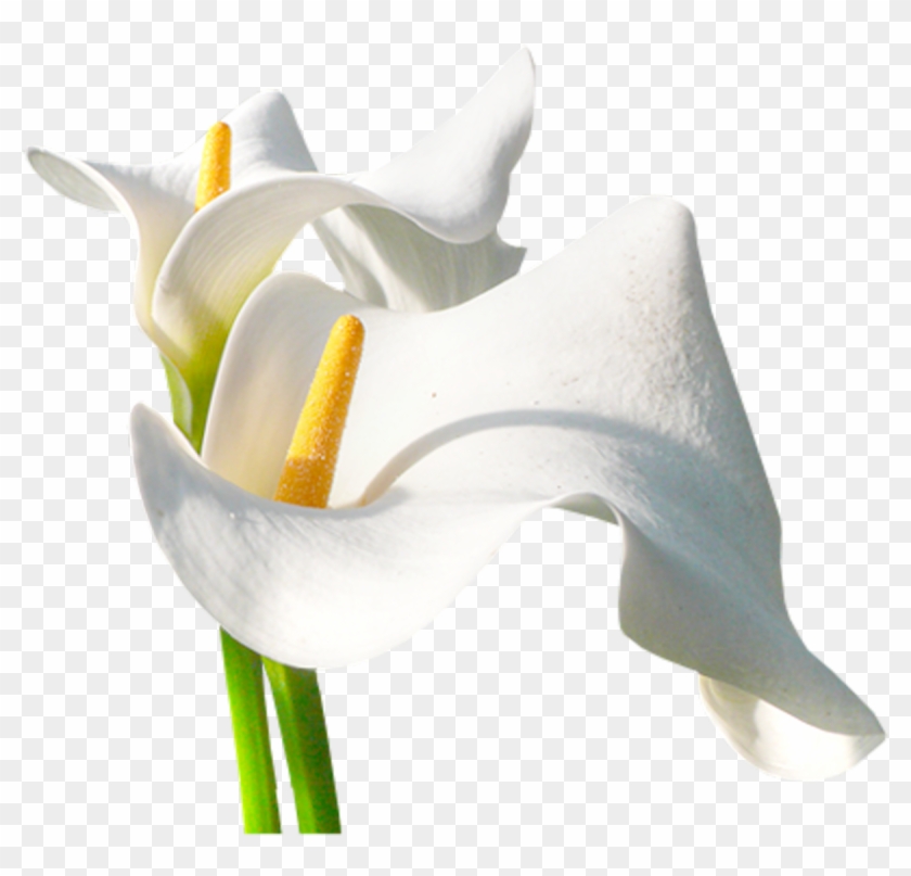Arum-lily Flower Centreestimatmolt Painting - Flower #1204594