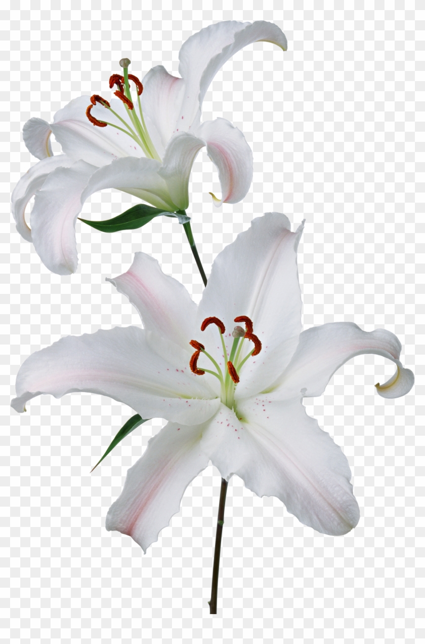 Flor De Lirio De Pascua Gineceo Lilium 'stargazer' - Fleur De Lys Blanche #1204596