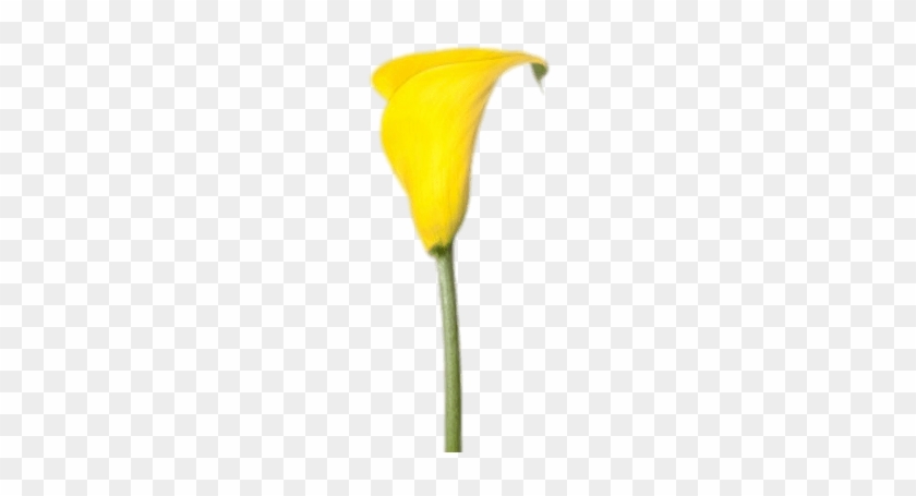 Yellow Calla Lily - Mini Yellow Calla Lilies #1204605