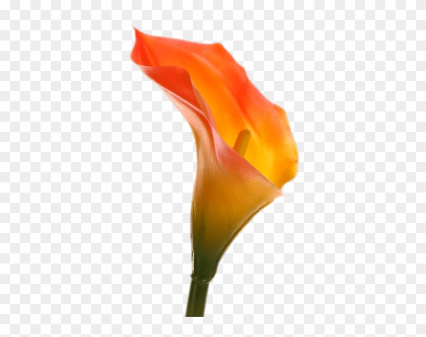 Nature - Calla Orange #1204609