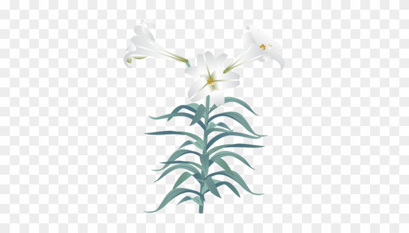 Illustrations Easter Lily - Easter Lily #1204613