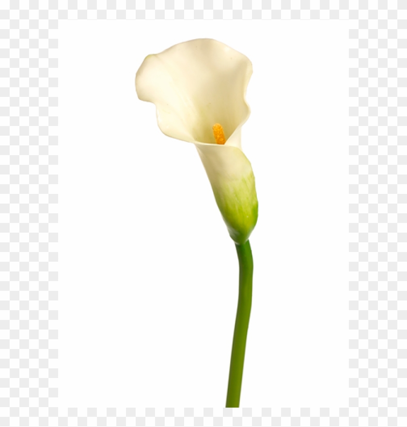 19" Mini Calla Lily Spray Cream Green - Giant White Arum Lily #1204614