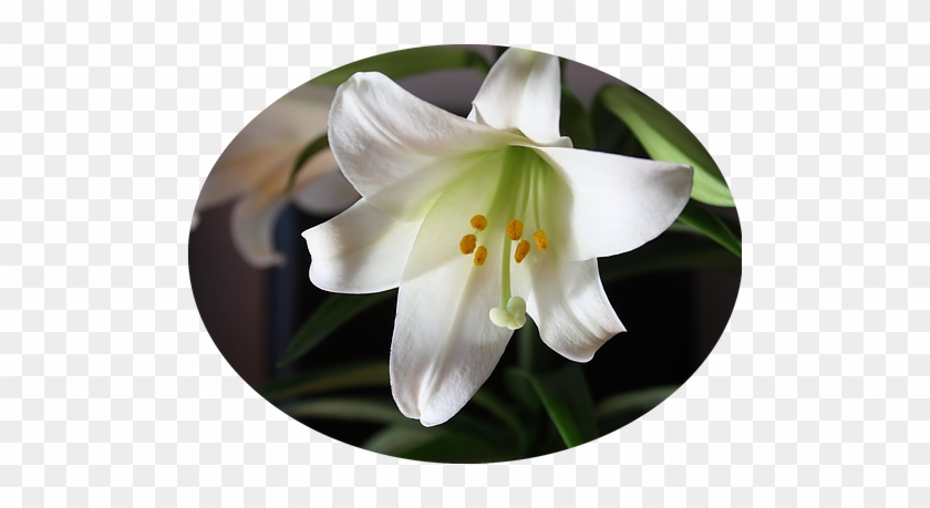 Order Your Easter Lilies Today For A Fast And Convient - Types Of Lily Flowers #1204620