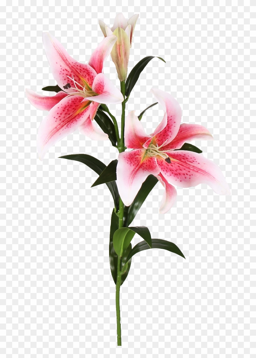 Plant Stem Easter Lily Cut Flowers Lilium 'stargazer' - Stargazer Lily #1204630