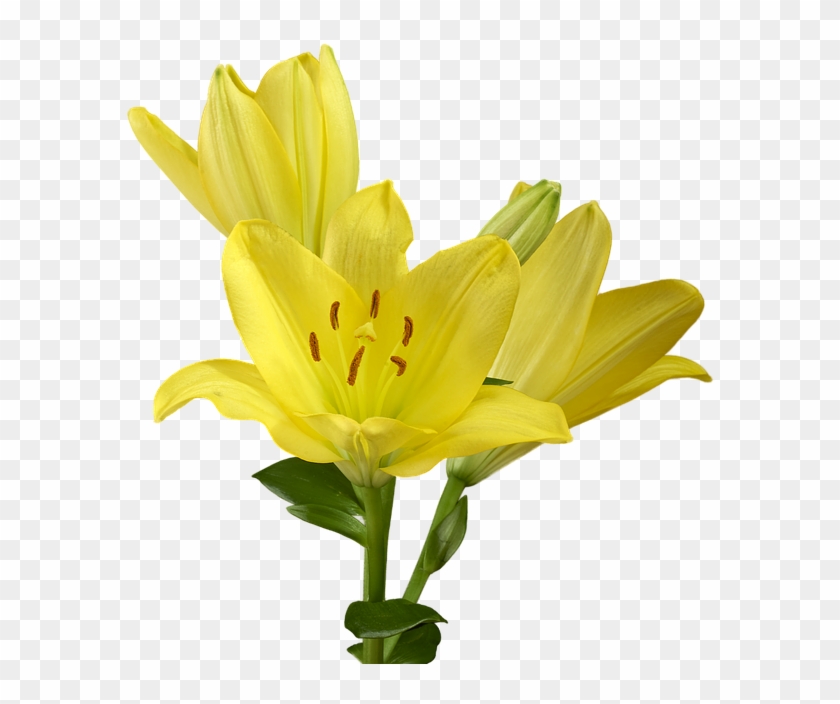 Free Easter Lily Clipart 15, Buy Clip Art - Alstroemeriaceae #1204657