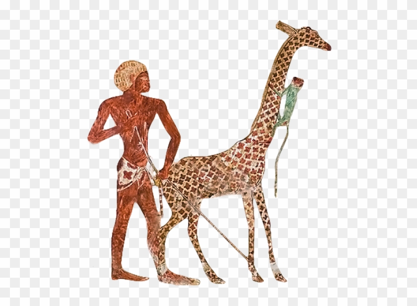 Giraffe Ancient Egypt Nekhen Zoo Egyptian - Giraffes In Ancient Egypt #1204663