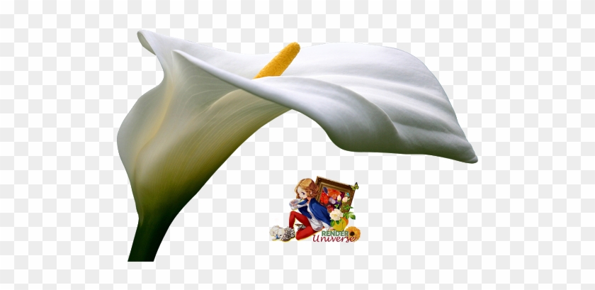 Calla Lily - Arum-lily #1204667