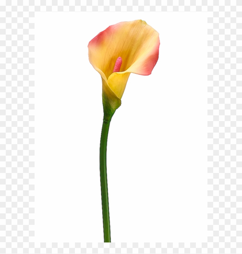 21" Pvc Calla Lily Stem Pink Yellow - Arum #1204669