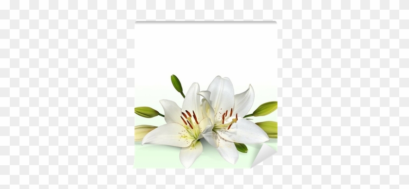 Easter Lily Flowers, Also Known As November Lilies - Cokesbury Offering Envelope-he Is Not Here #1204680