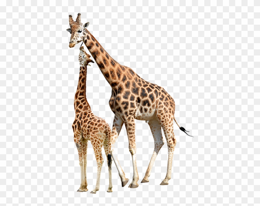 Giraffa / Giraffe / Giraffe - Giraffe White Background #1204689