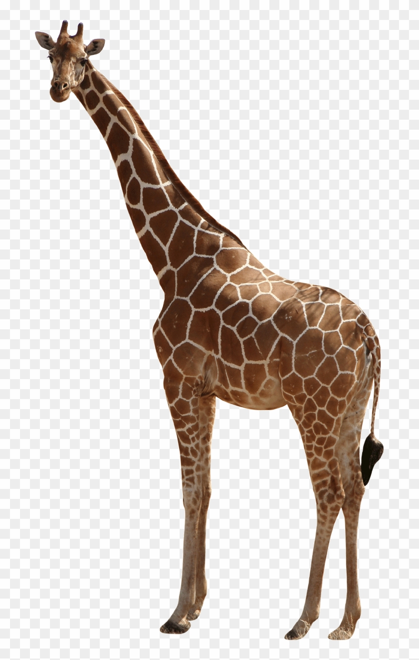 Giraffe Wall Decal Cutout - Wallhogs Giraffe Iii Cutout Wall Decal #1204709