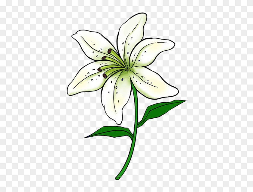 How To Draw A Lily - Lily Flower Drawing Easy #1204722