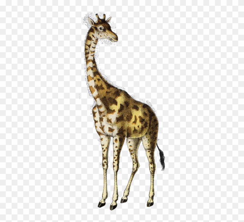 Giraffe #1204735