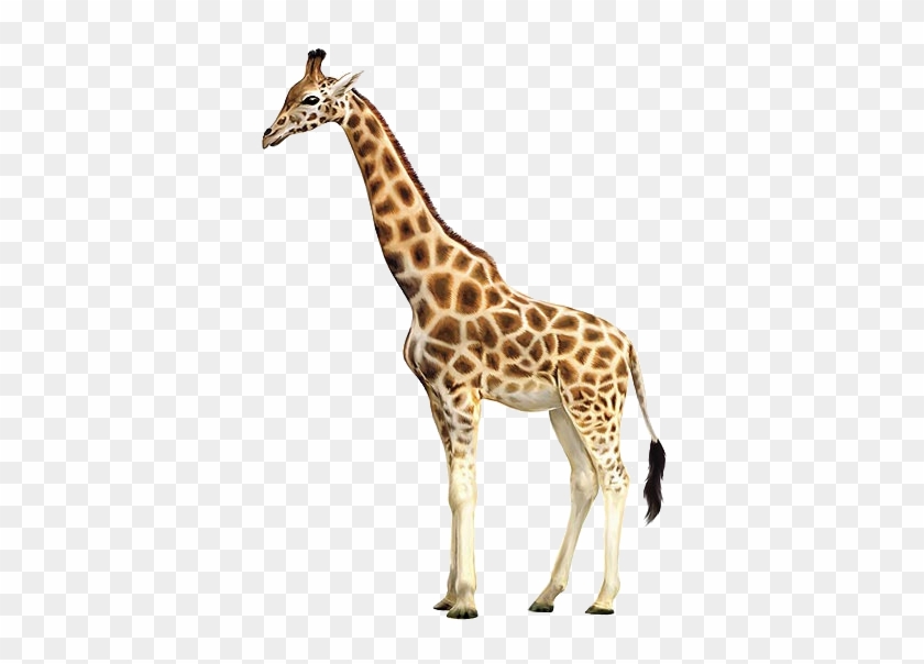 Giraffe-side - Does A Giraffe Look Like #1204746