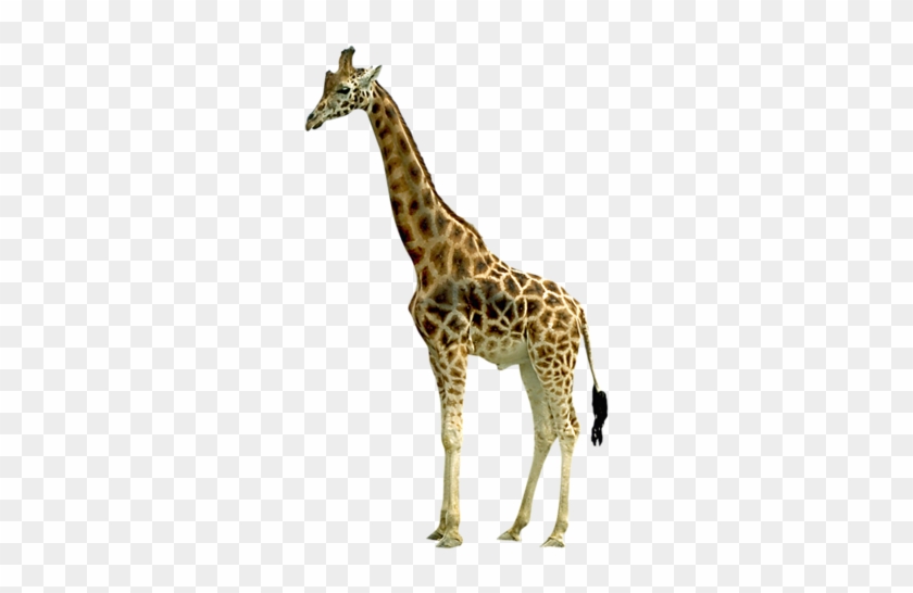 Giraffe Transparent Png Image - Giraffe No Background #1204750