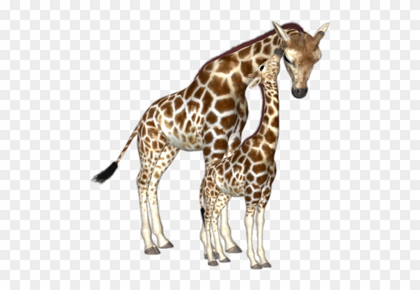 Giraffes Png #1204755
