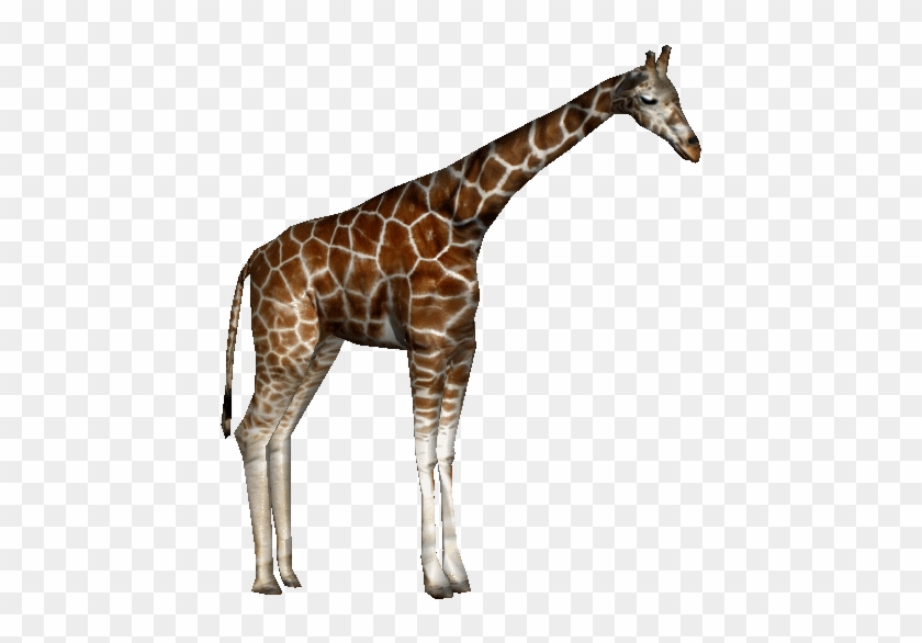Baringorothgiraffeap - Giraffe Zoo Tycoon Png #1204763