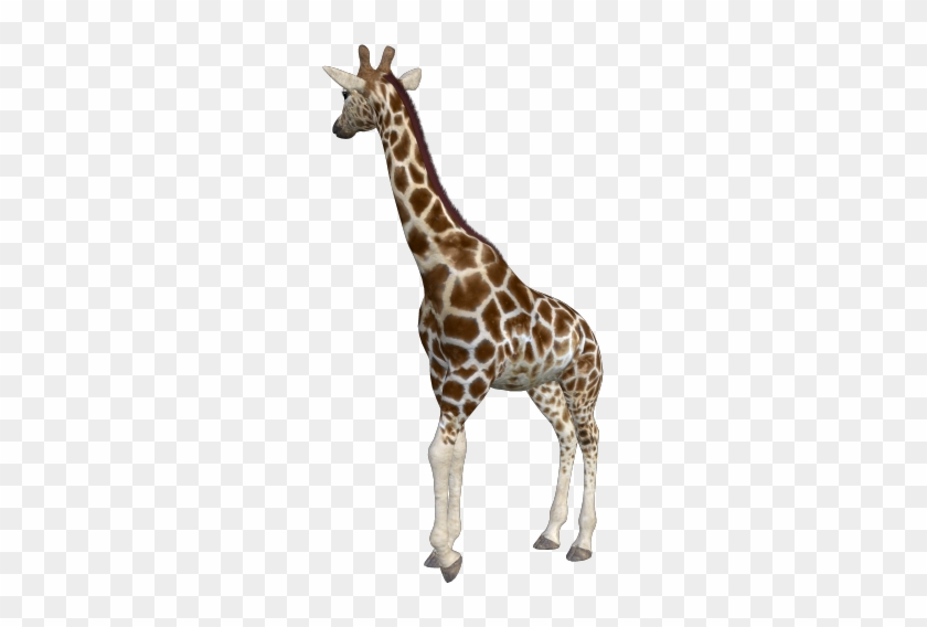 Back To Animal Index - Giraffe #1204768