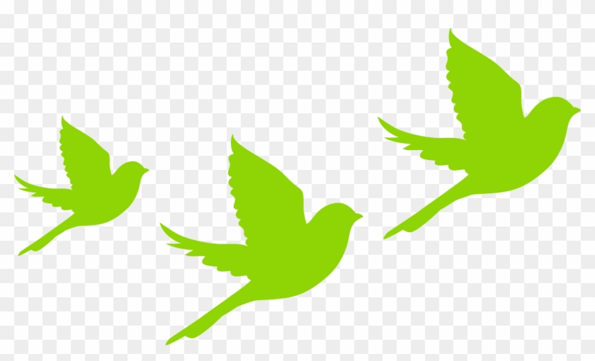 Sparrow Clubs Usa Bird School Organization Non-profit - Organization #1204776