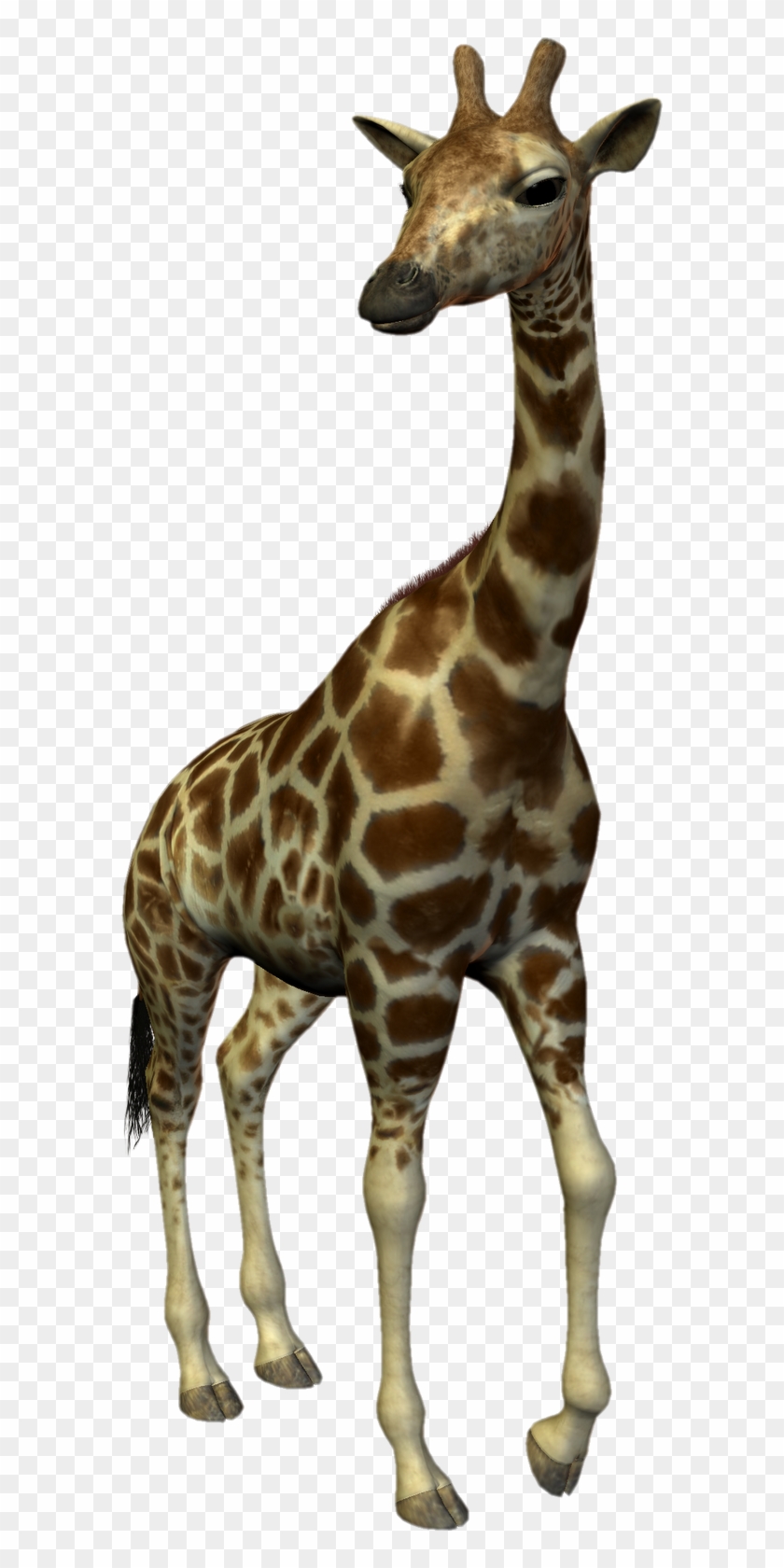 Zürafa Png Gif #1204777