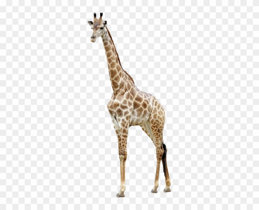 Share This Image - Giraffe Psd #1204780