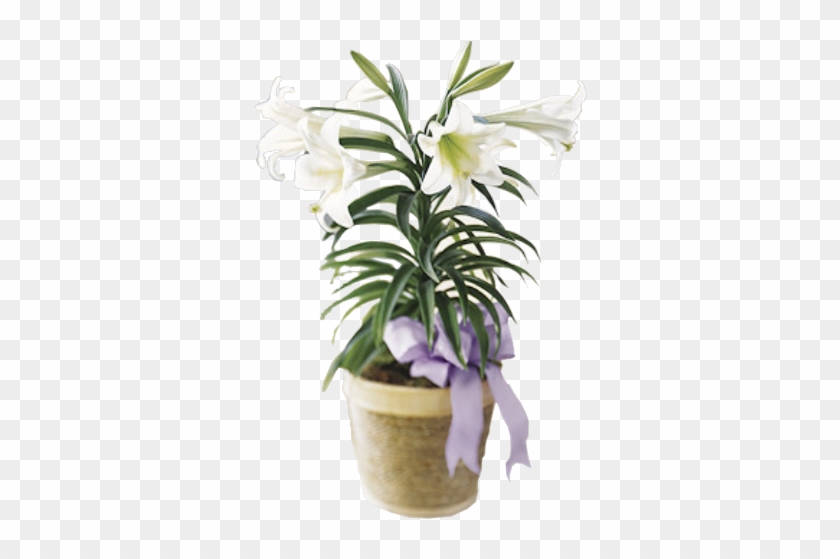 Traditional Easter Lily - Lily Plant #1204781