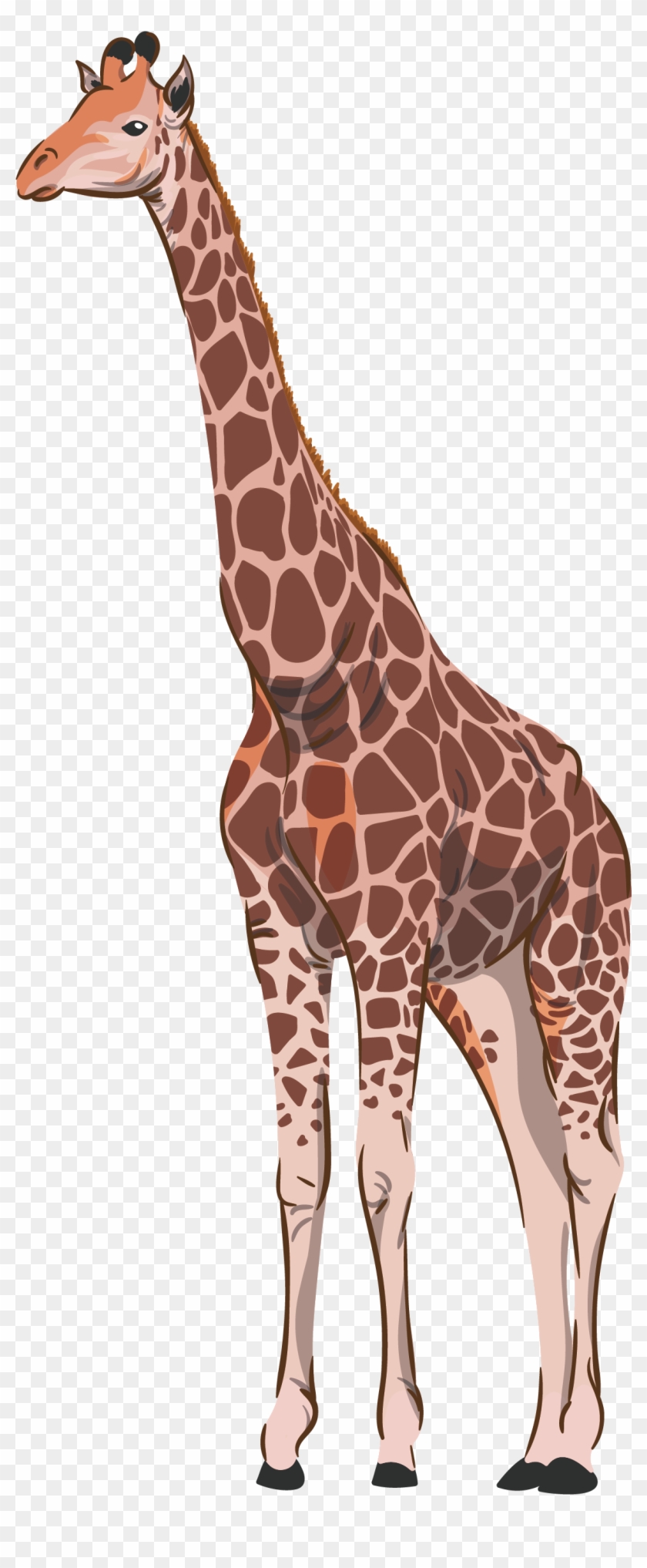 Northern Giraffe Common Ostrich Animal - Giraffe #1204794