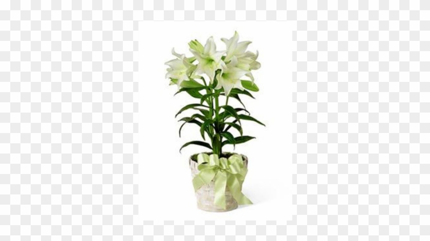 Potted Easter Lily - Potted Lilies #1204800