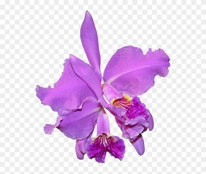 3d Orchids And Rhinestones - Orchid Flower Transparent #1204931