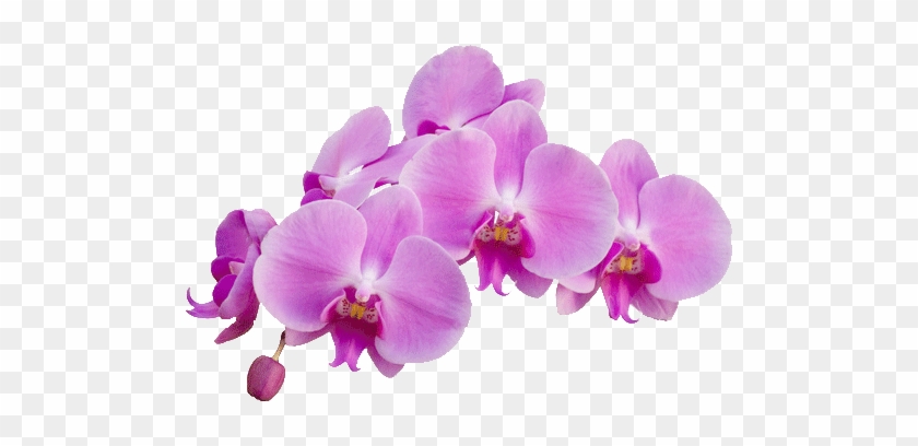 Purple Flower Transparent Background Download - Orchidée Png #1204933