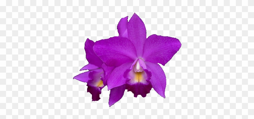 Orcid01 410 X - Purple Orchid #1204934
