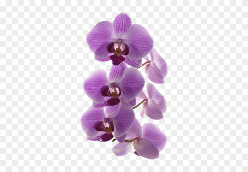 Connor Stewart Pictures - Purple Orchid Png #1204936