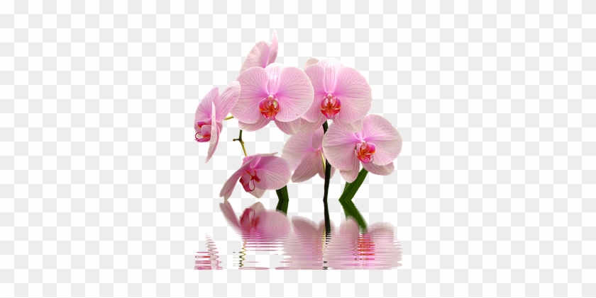 Purple Orchid Png Transparent Clip Art Image - ! Samsung Galaxy S8 Plus Case #1204961