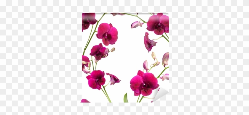 Beautiful Purple Orchid Flower Frame Isolated On White - Orchids #1204963