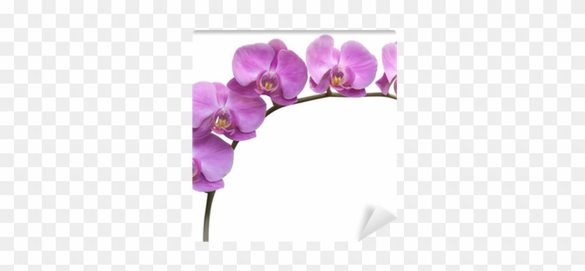 Purple Frame Orchid #1204975