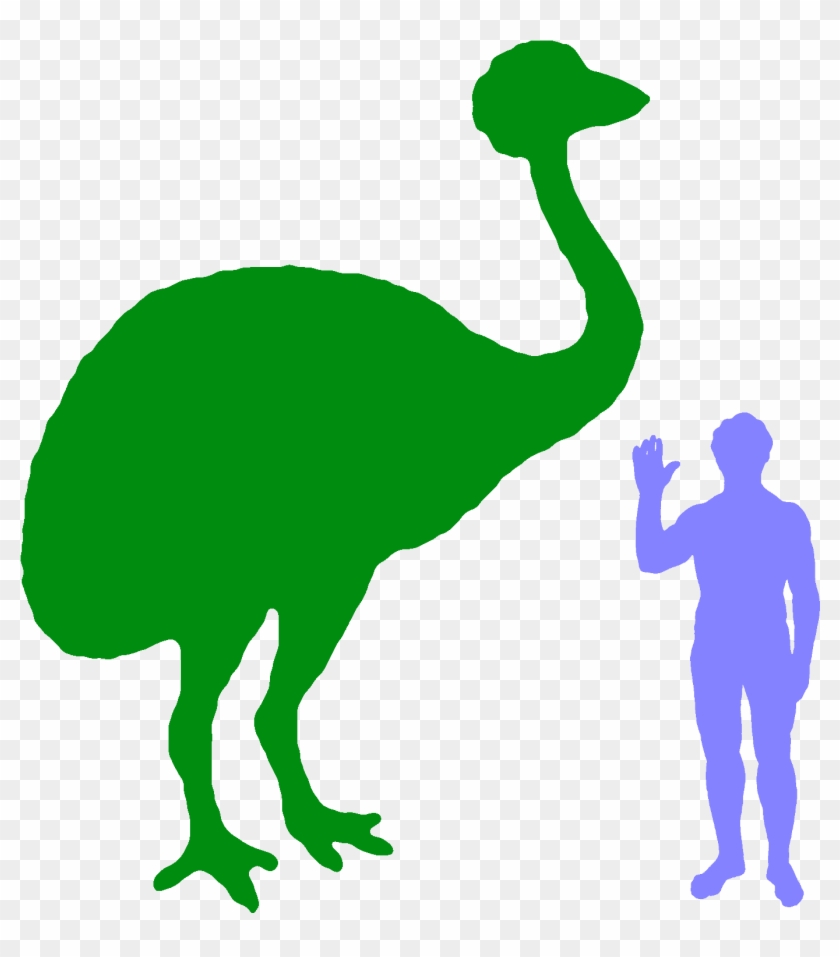 Ostrich Clipart Tall Animal - Size #1205309