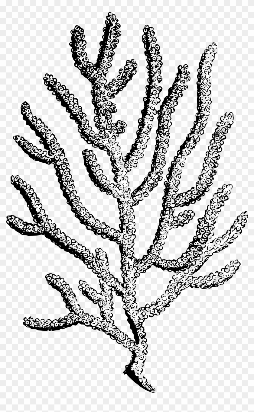 Big Image - Coral Drawing No Background #1205335