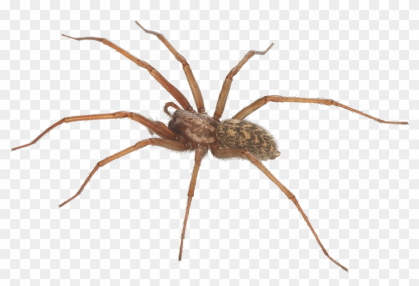 Spider Clipart Brown Recluse - Photograph Of A Spider #1206267