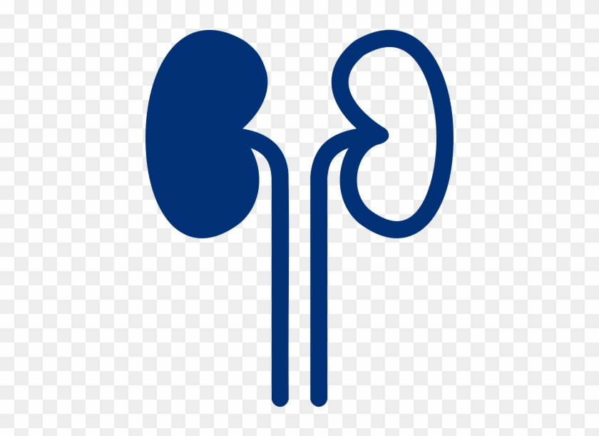 Kidney Transplantation - - Organ Transplantation #1206414