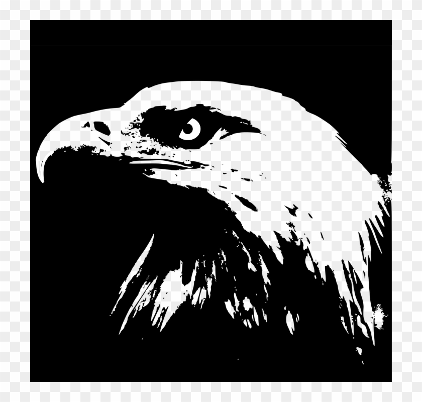 Bald Eagle Illustration 20, Buy Clip Art - Bald Eagle #1206766