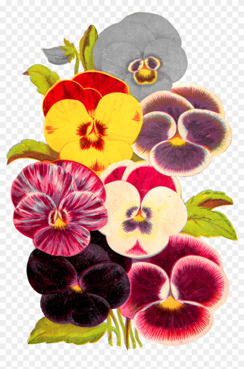 Flower Pansy Botanical Artwork Image Seed Catalog Illustration - Pansy #1206991