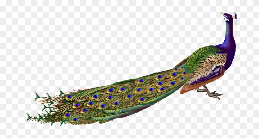 Peacock Png - Peacock Images Hd Png #1207036