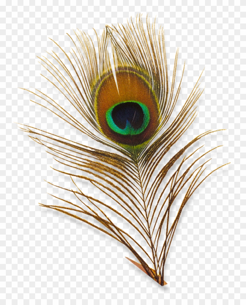 Peacock Feather Psd - Png Designs For Photoshop #1207039