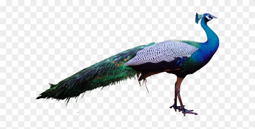 Peacock Stock Png Transparent - Portable Network Graphics #1207042