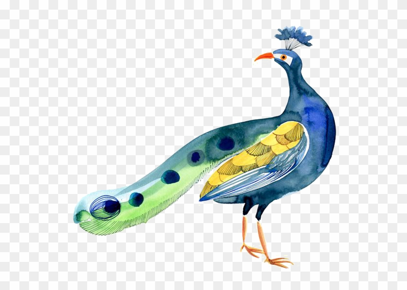 Bird Peafowl - Peacock - Peafowl #1207063